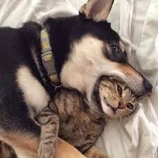 Без названия.webp