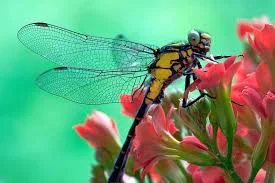 Без названия.webp