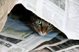 Без названия.webp