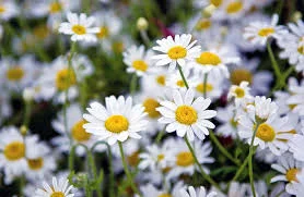 Без названия.webp