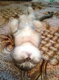 Без названия.webp