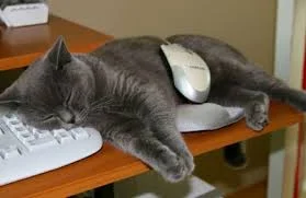 Без названия.webp