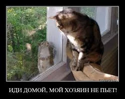 Без названия.webp