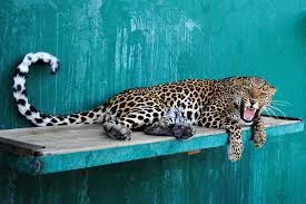 Без названия.webp