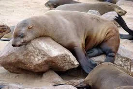 Без названия.webp