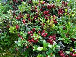 Без названия.webp