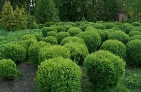 Без названия.webp