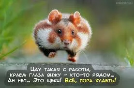 Без названия.webp