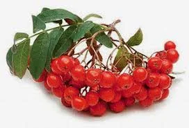 Без названия.webp