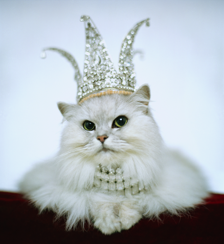 bezos-rich-cat-crown.png