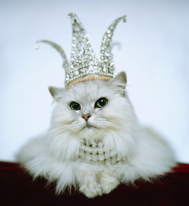 bezos-rich-cat-crown.webp