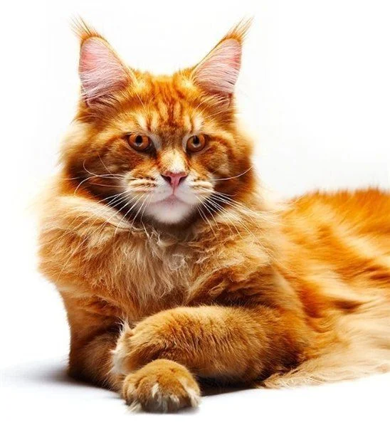 Bfn9ji9d8RM.webp