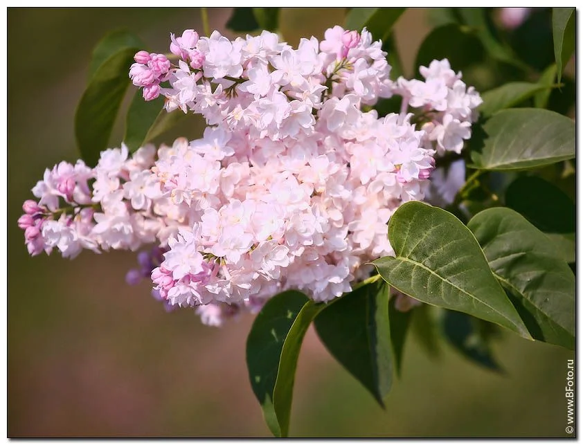 bfoto_ru_1530 siren#.webp