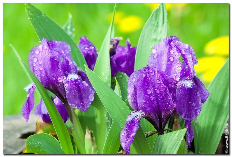 bfoto_ru_1669 cvety8.webp