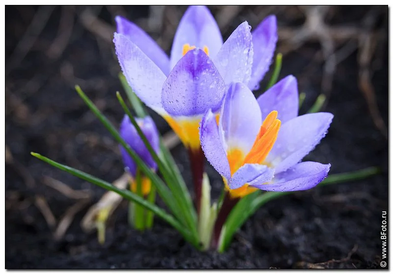 bfoto_ru_2743 krokus.webp