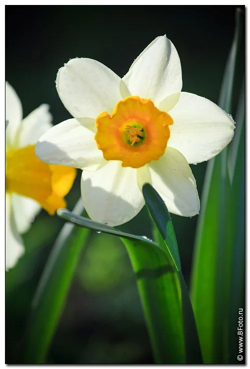 bfoto_ru_2821narciss.webp