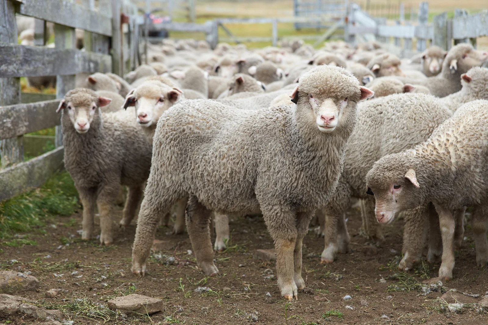 bigstock-Sheep-in-a-Corral-84240329.webp