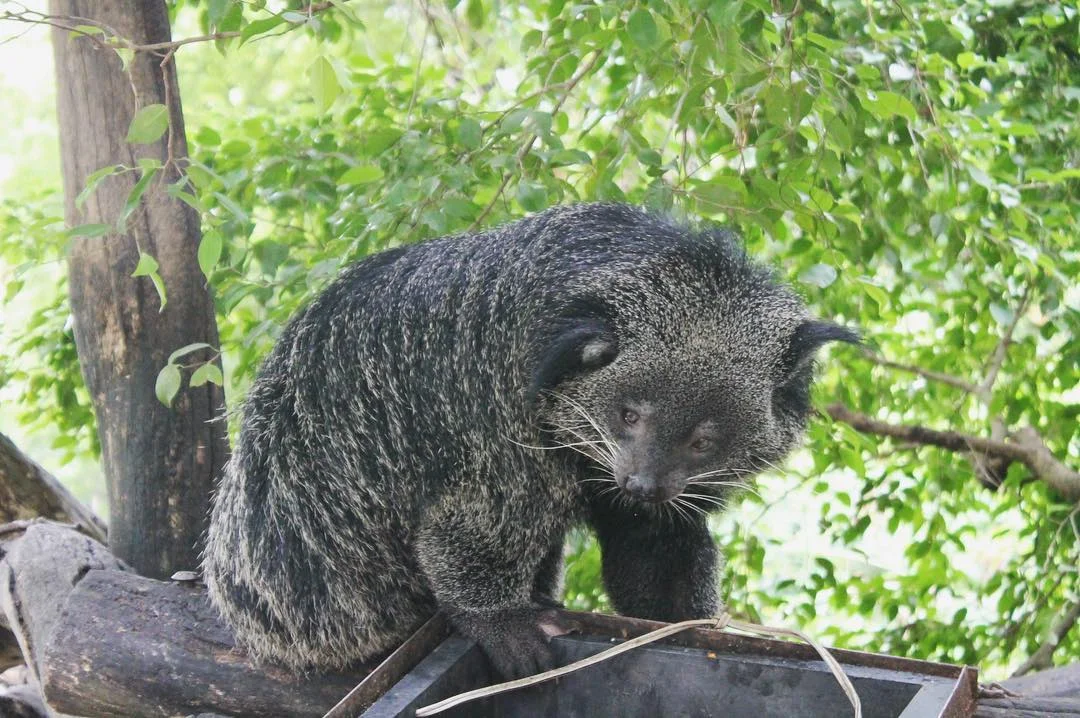 binturong_foto_54_22102420.webp