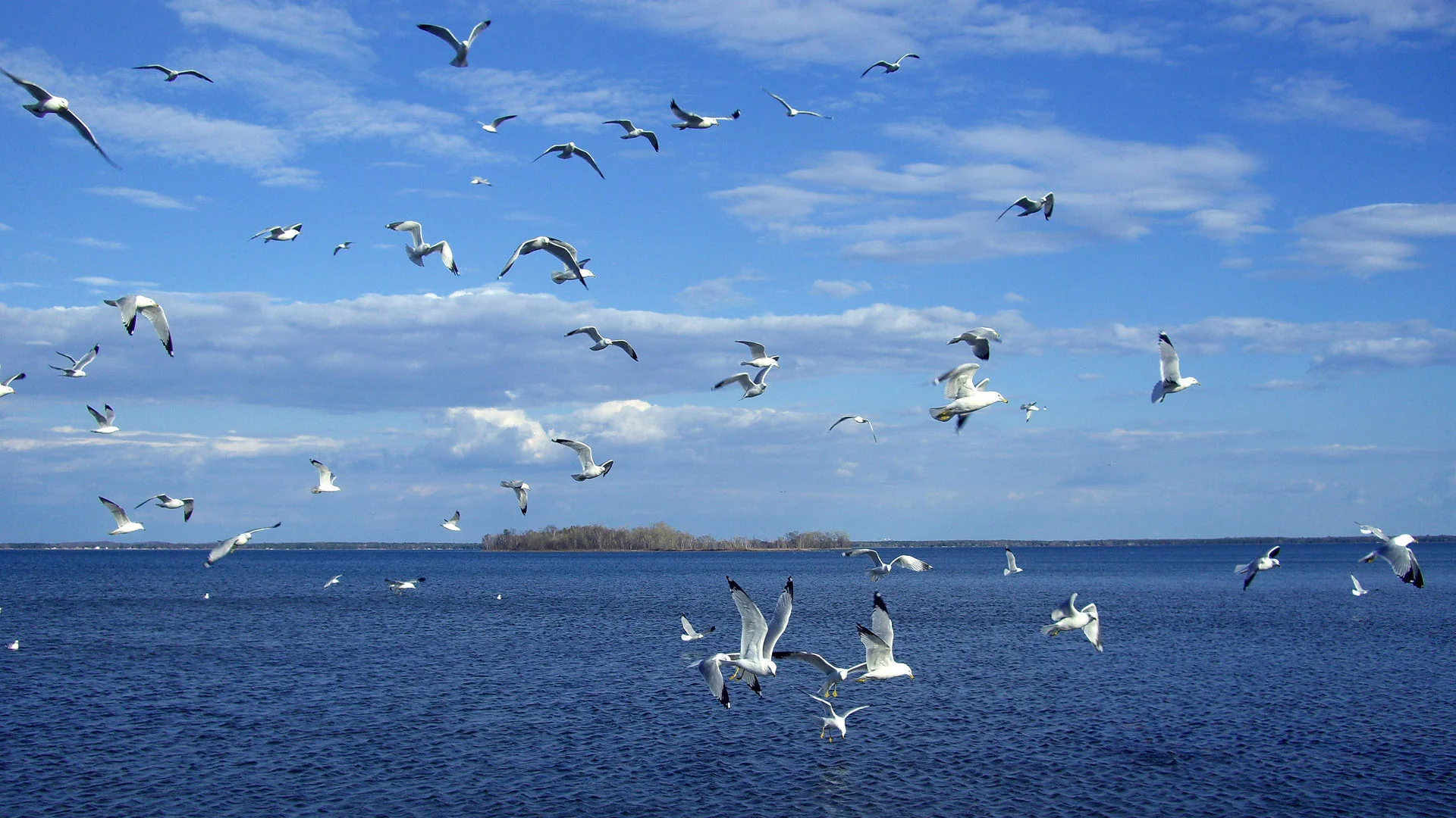 Birds-On-Sea-Hd.webp