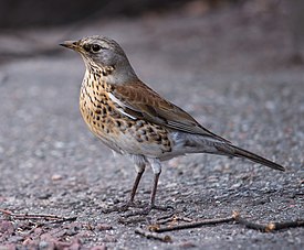 Björktrast_(Turdus_pilaris)-5.jpg