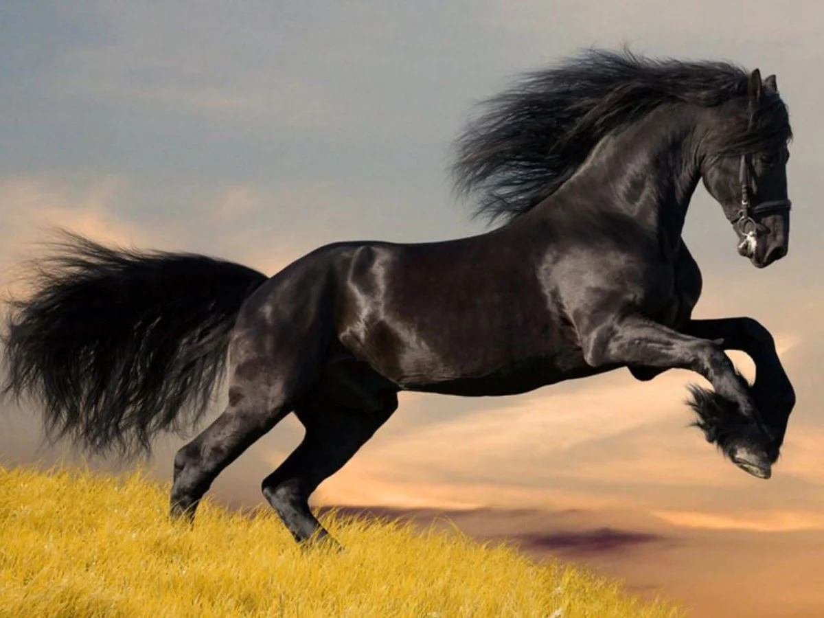 black-arab-horse_b.webp