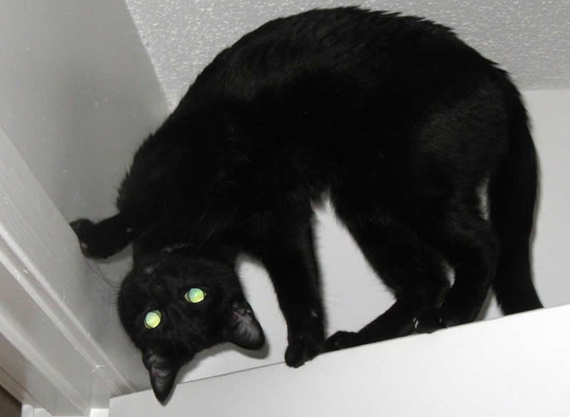 black-cat-trick.jpg