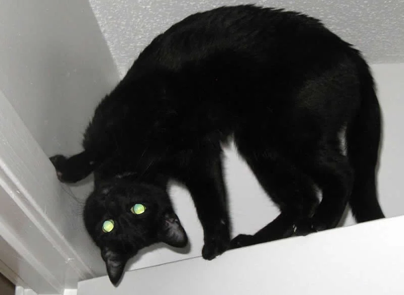 black-cat-trick.webp