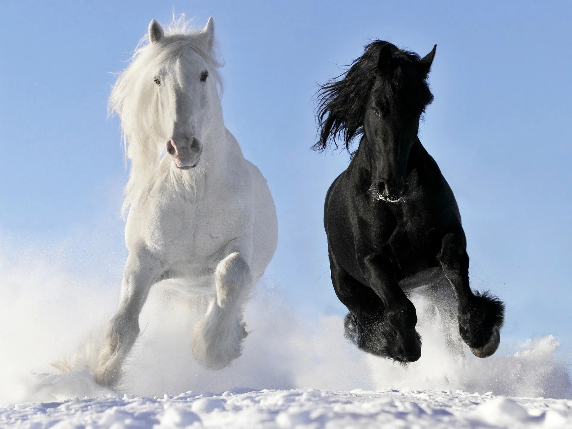 black-nature-horse-snow-winter-mare-mammal-vertebrate-mane-horse-like-mammal-stallion-mustang...webp
