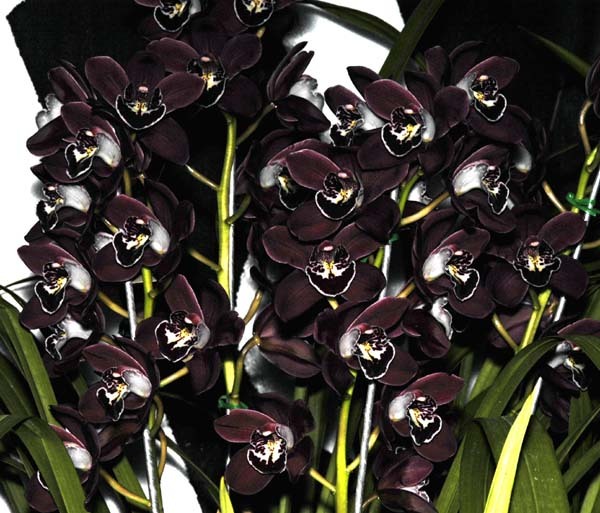 Black-Orchid3.jpg