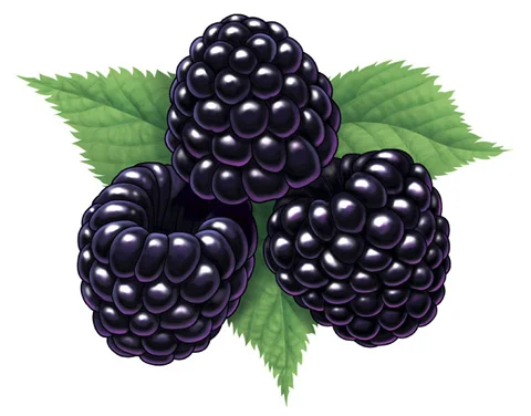 blackberries.webp