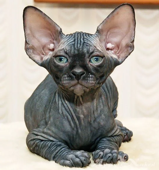 blackk2.webp
