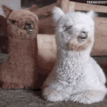 blank-stare-alpacas.gif