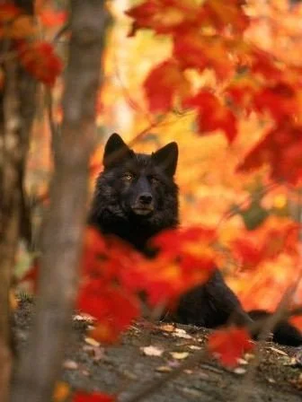 блэк дог.webp