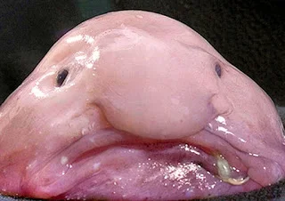 blobfish_5.webp