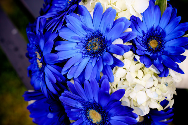 blue-daisies-bouquet-2.jpg