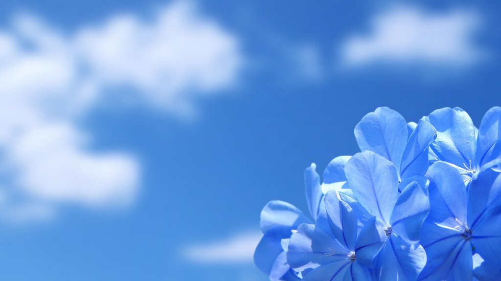 blue-flowers-wallpaper-1366x768.jpg