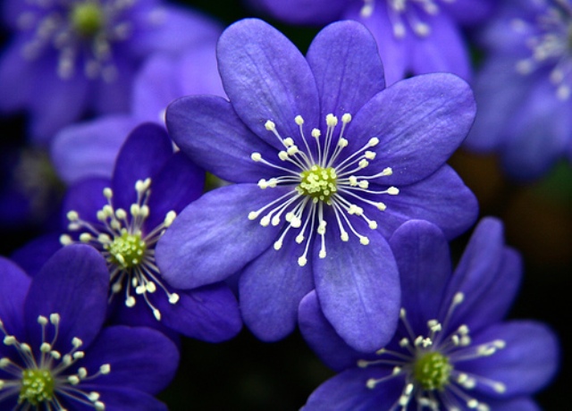 Blue_Flowers_by_photo_freak19.jpg