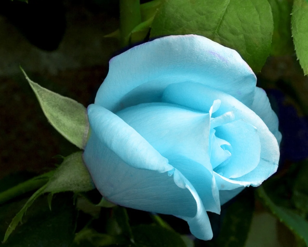 blue_rose.webp