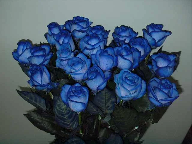 blueroses.webp