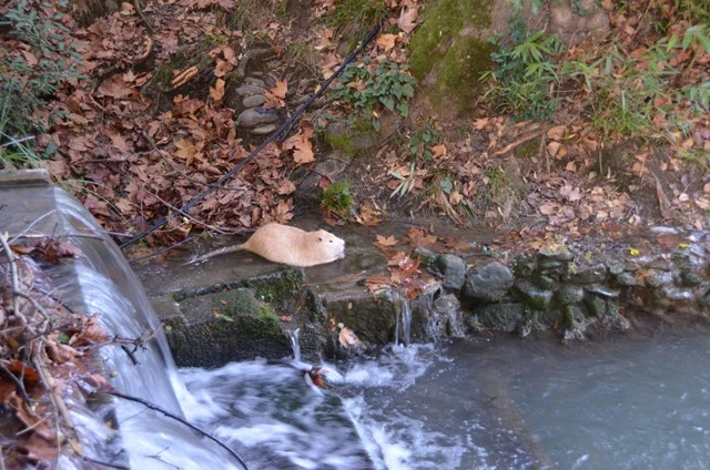 Бобер1 чат.webp