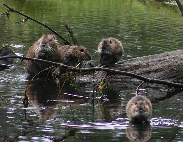 Bobr9.jpg
