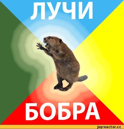 бобра.jpeg