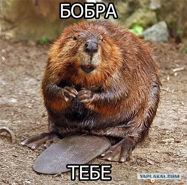 бобро.webp