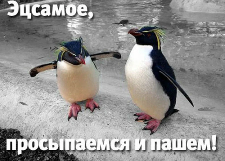 Бодрые пингвины.webp