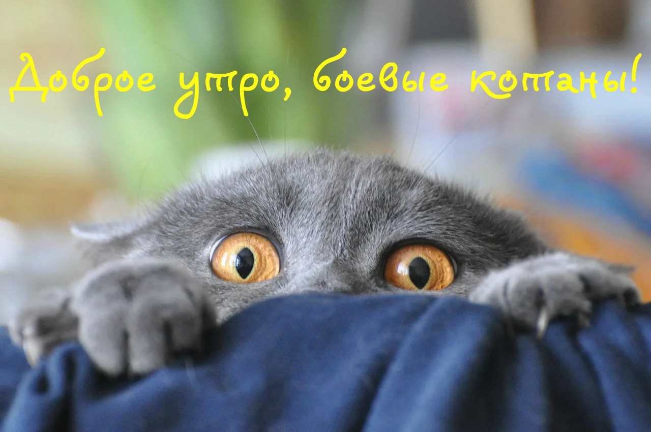 боевые котаны.webp