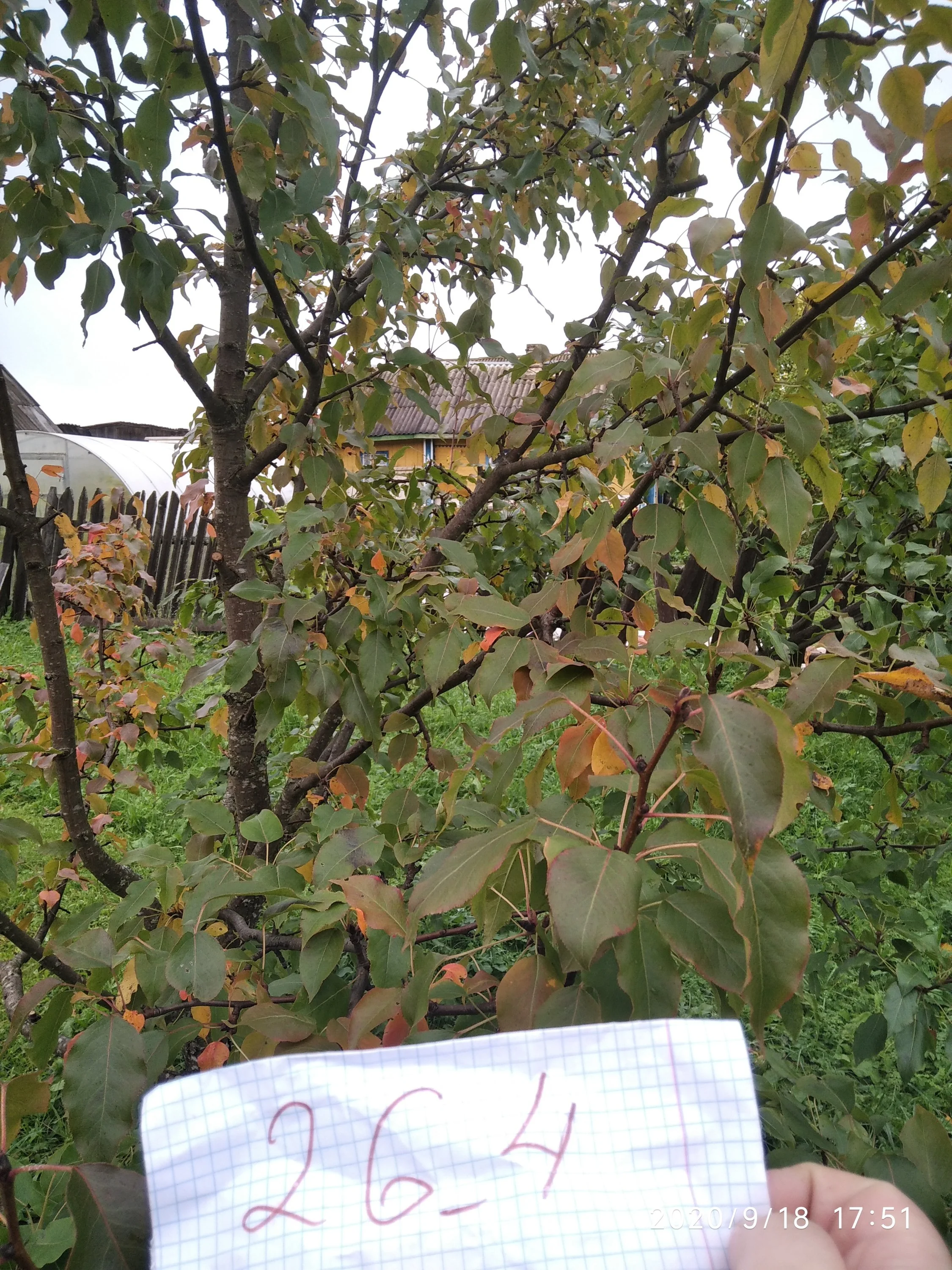 боярышник красный.webp