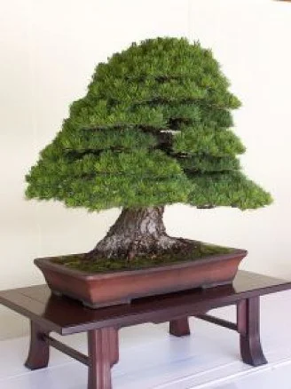 bonsai-trees-1_2340238.webp