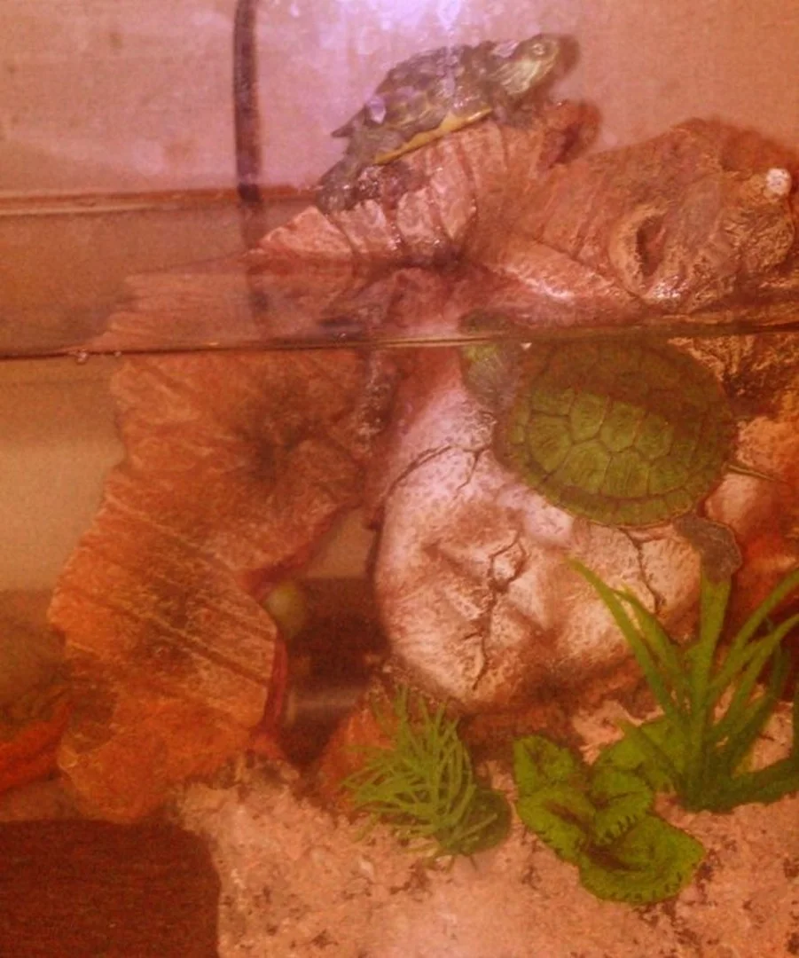 бошка в аквариуме 2.webp