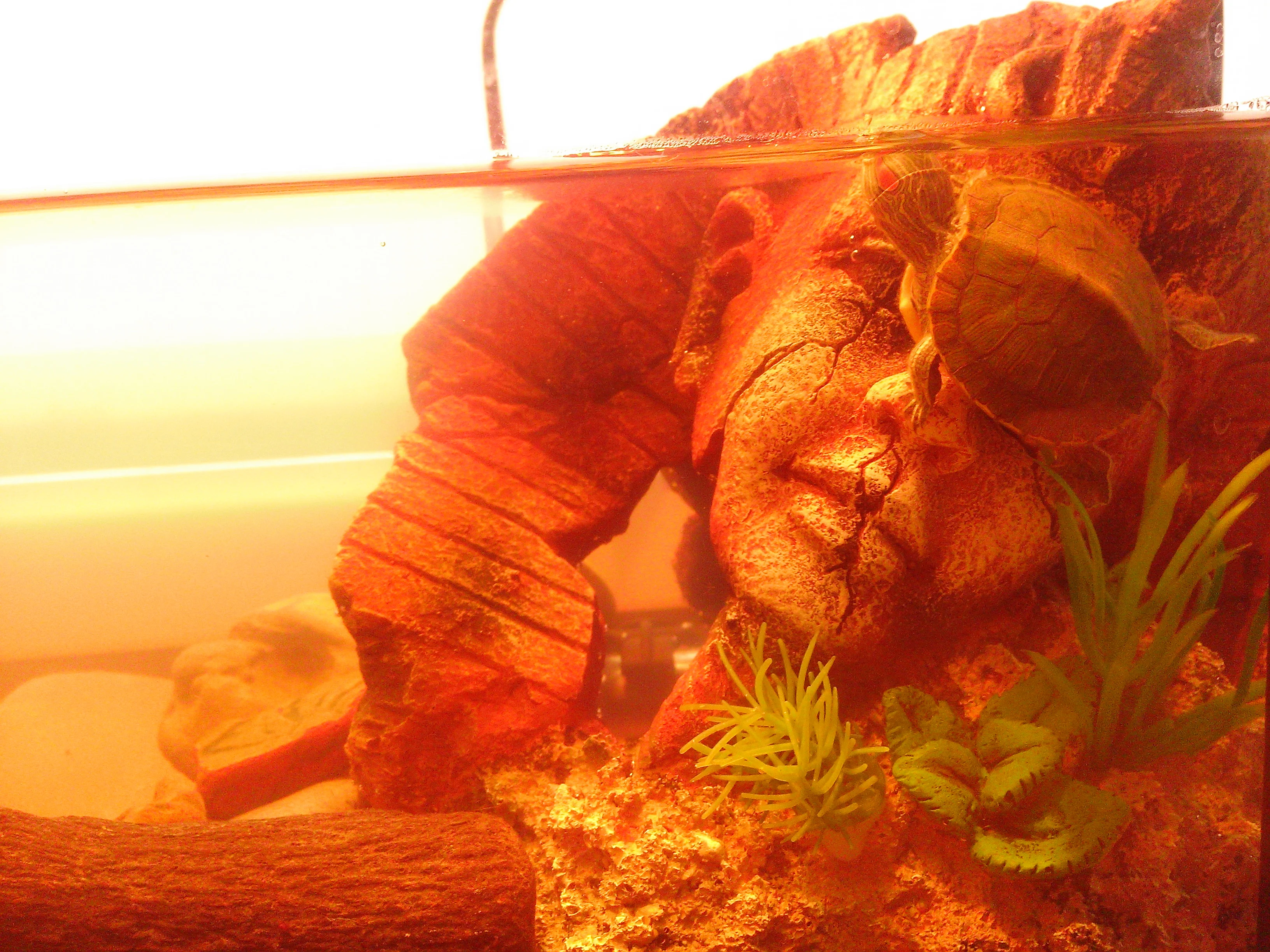 бошка в аквариуме.webp