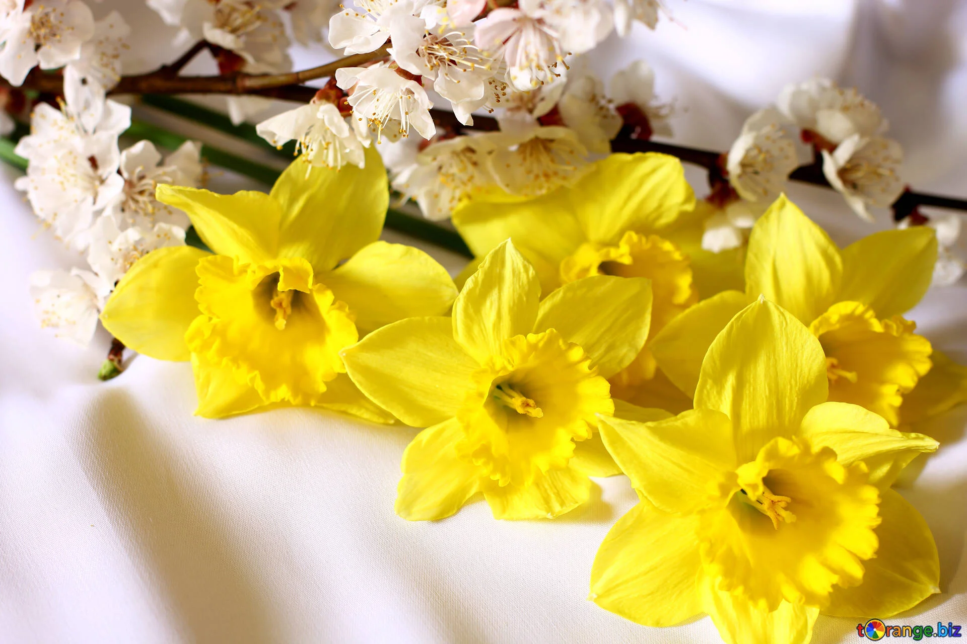 bouquet-narcissus-daffodils-spring-29972.webp